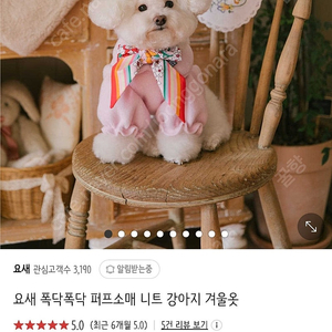 강아지 옷