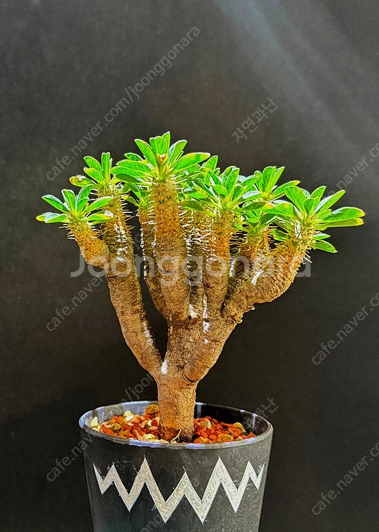 귈라우미니아나 야생 (아프리카식물) 분양--0