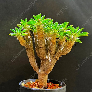 귈라우미니아나 야생 (아프리카식물) 분양