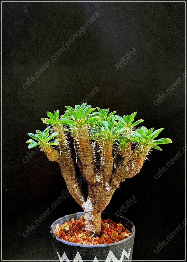 귈라우미니아나 야생 (아프리카식물) 분양--1