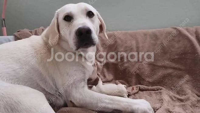 아기 고양이 입양을 원해요 부산--0