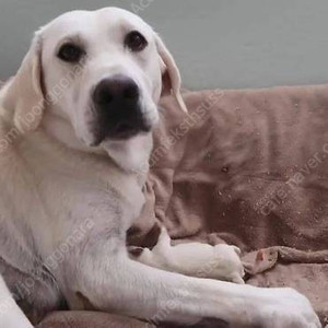 아기 고양이 입양을 원해요 부산