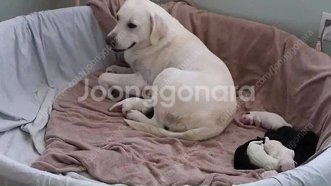 아기 고양이 입양을 원해요 부산--1