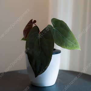 안스리움 'Ralph Lynam(RL)' self X (Carlablackiae x RG Dressleri) 칼라블랙키 하이브리드