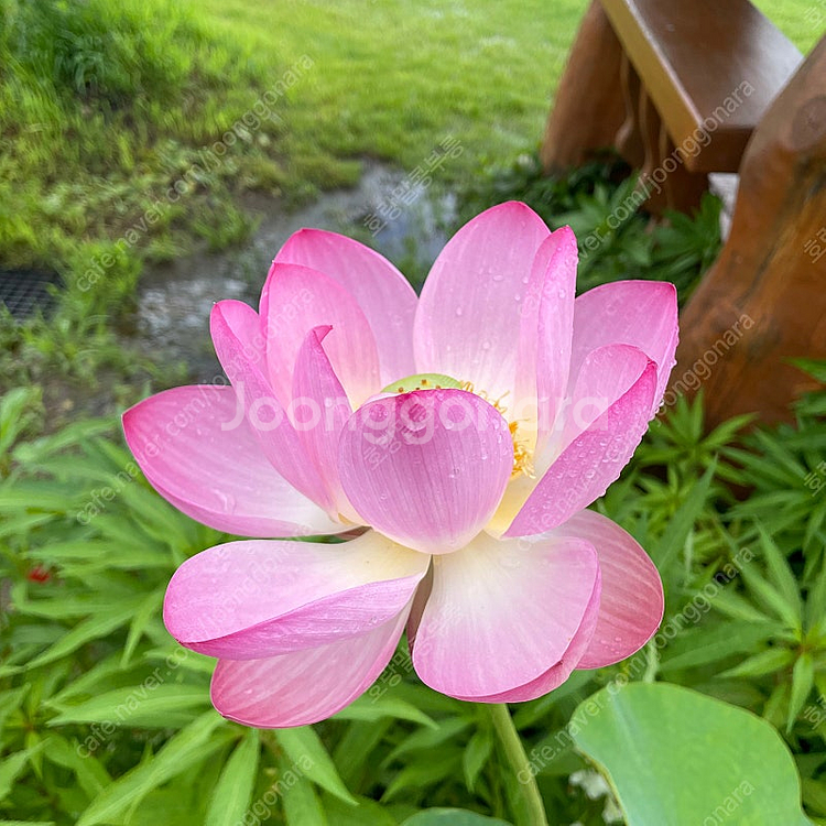 유진 브레이브 컬렉션 선가드 파이버드 한불새 삽니다--0