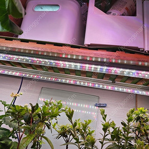 풀레뜨 식물등 8개 구성