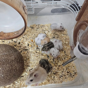 햄스터분양합니다