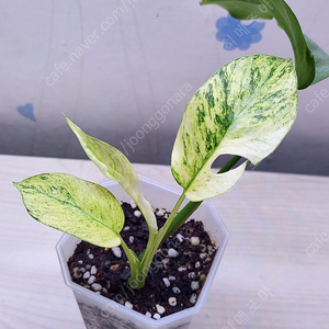 풀민트 히메, 화이트민트 히메, 무늬 히메, 핑크미칸, 마야리 바리에가타 등 여러 희귀식물 분양해요