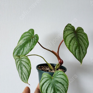 필로덴드론 마메이