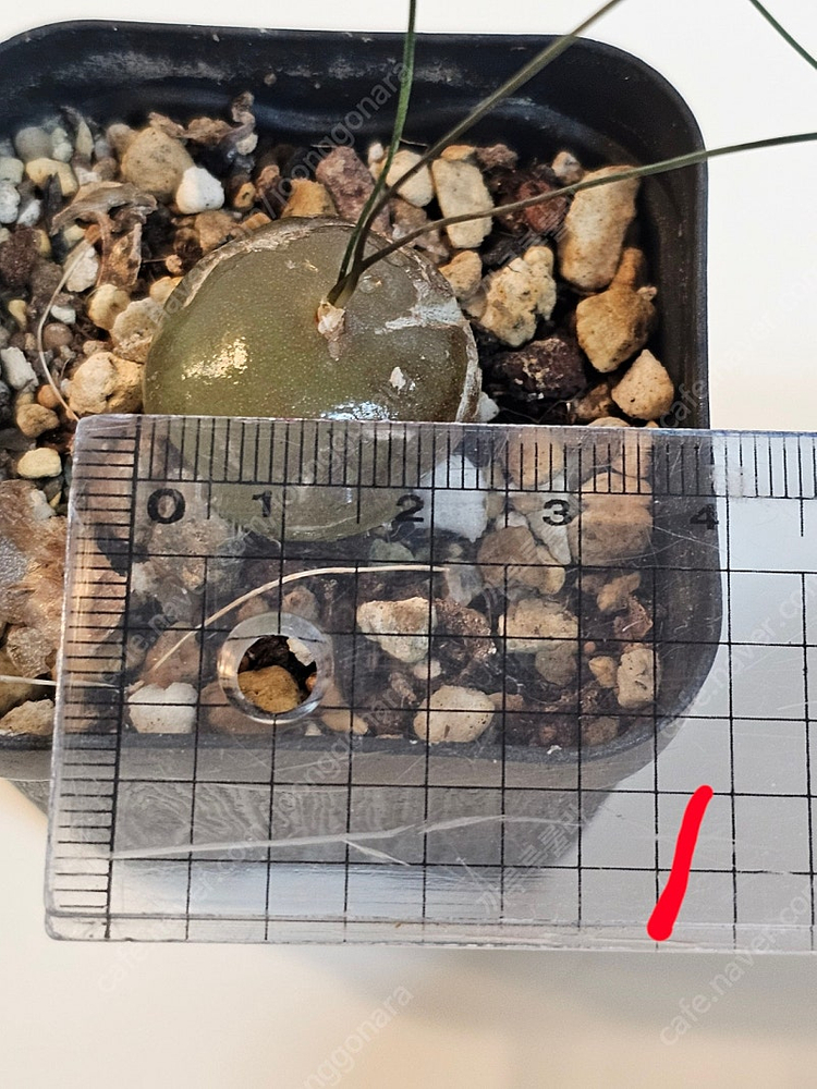 시조바시스 인트리카타 / 블리스볼 콩분 애기별꽃--1