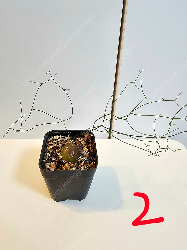 시조바시스 인트리카타 / 블리스볼 콩분 애기별꽃--2