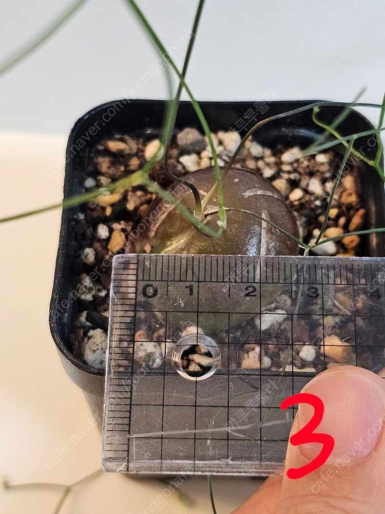 시조바시스 인트리카타 / 블리스볼 콩분 애기별꽃--4