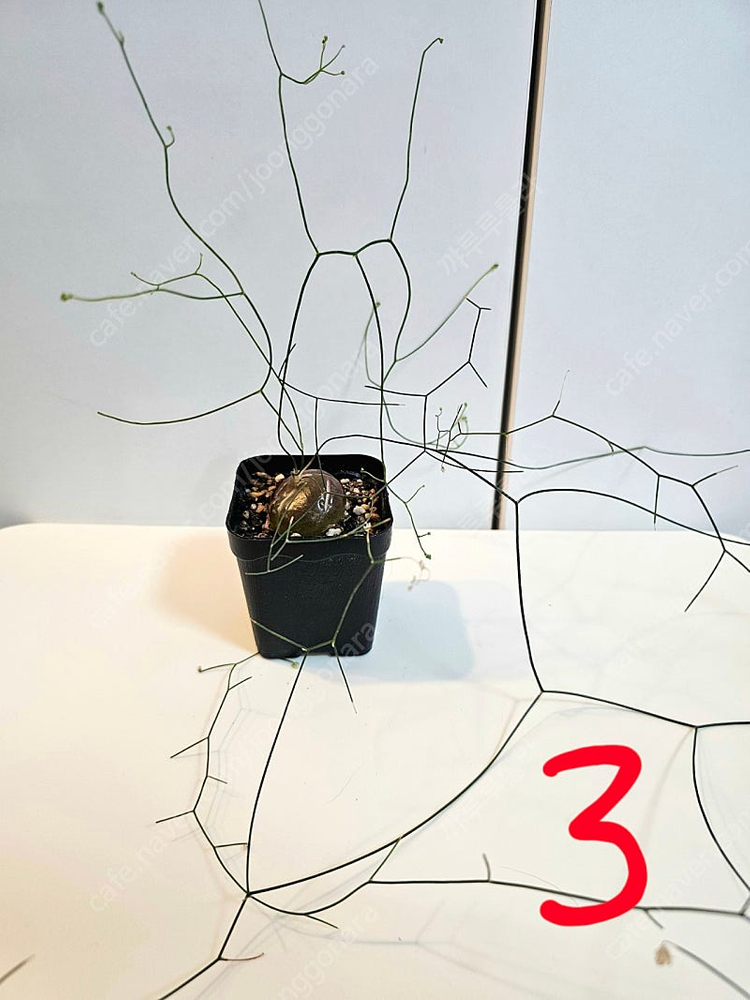 시조바시스 인트리카타 / 블리스볼 콩분 애기별꽃--5