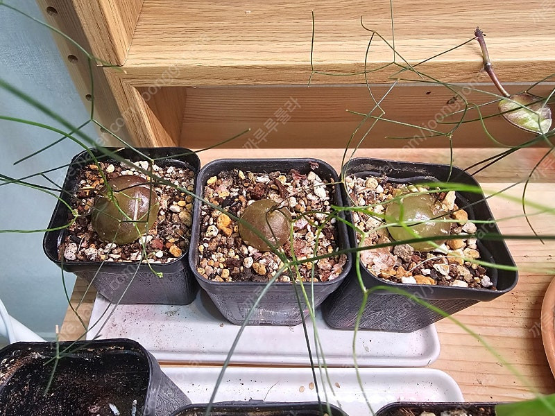 시조바시스 인트리카타 / 블리스볼 콩분 애기별꽃--6