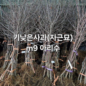 키낮은사과(자근묘) m9 감홍, 아리수, 시나노골드,부사 판매 (품절임박)
