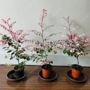 화사하게 물든 소코라코 분양해요