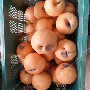 험짓배 (물기스) 팝니다