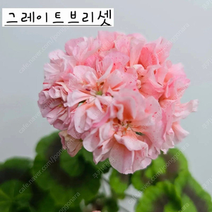 그레이트브리셋 제라늄