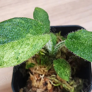 스키스마토글로티스 크리니티스시마 바리에가타 schismatoglottis crinitissima variegata (안스리움 X)