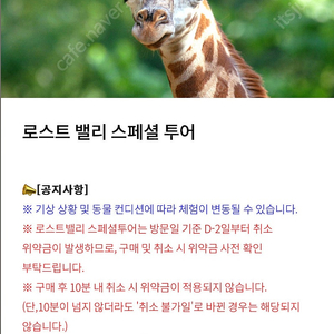 에버랜드 사파리/로스트벨리 스페셜 투어 판매