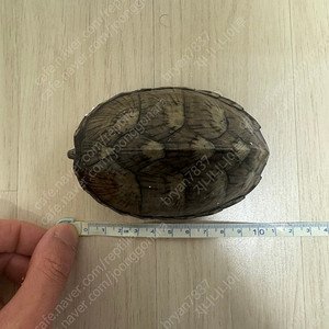(무료분양) 레이저백 암컷 1마리,커먼머스크 암컷 2마리 무료분양합니다.