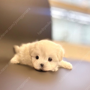 부산강아지 최상급 아이들 10만원부터 분양중입니다 :)