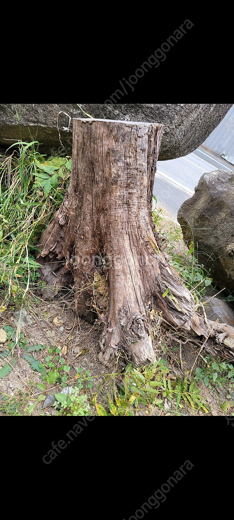 가죽나무 뿌리2개 팽나무 150년 이상됨 판매--0