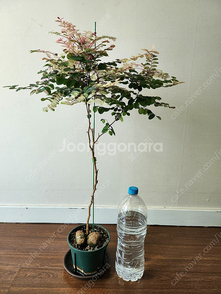 오목대 소코라코대품 분양해요--0