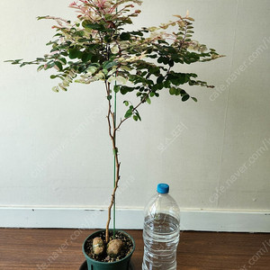 오목대 소코라코대품 분양해요