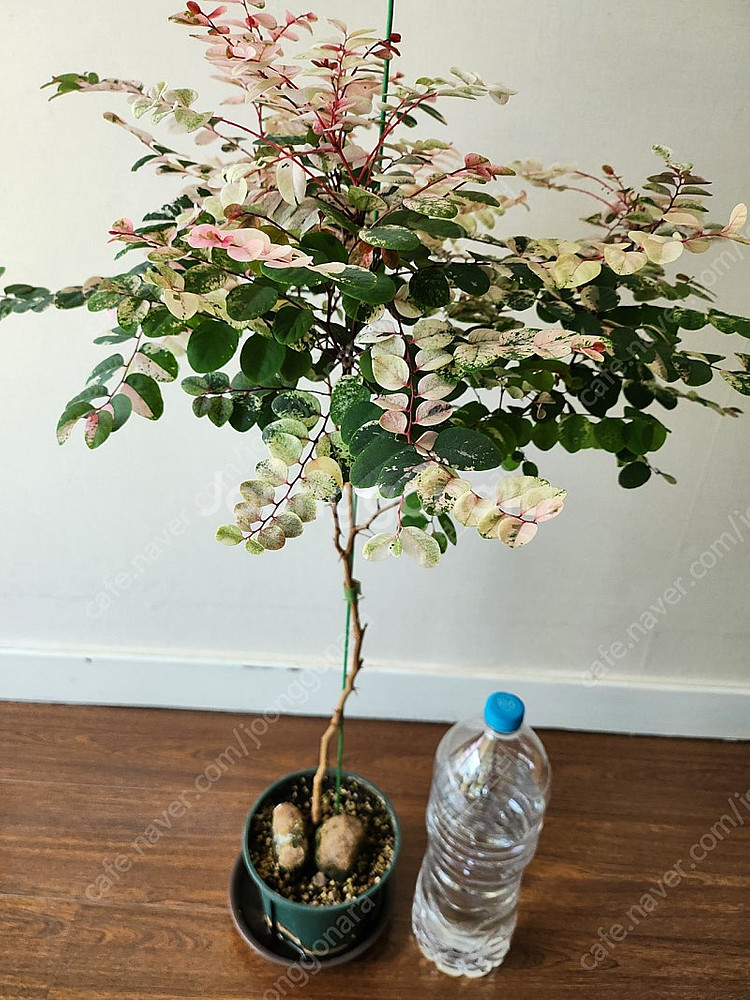 오목대 소코라코대품 분양해요--1