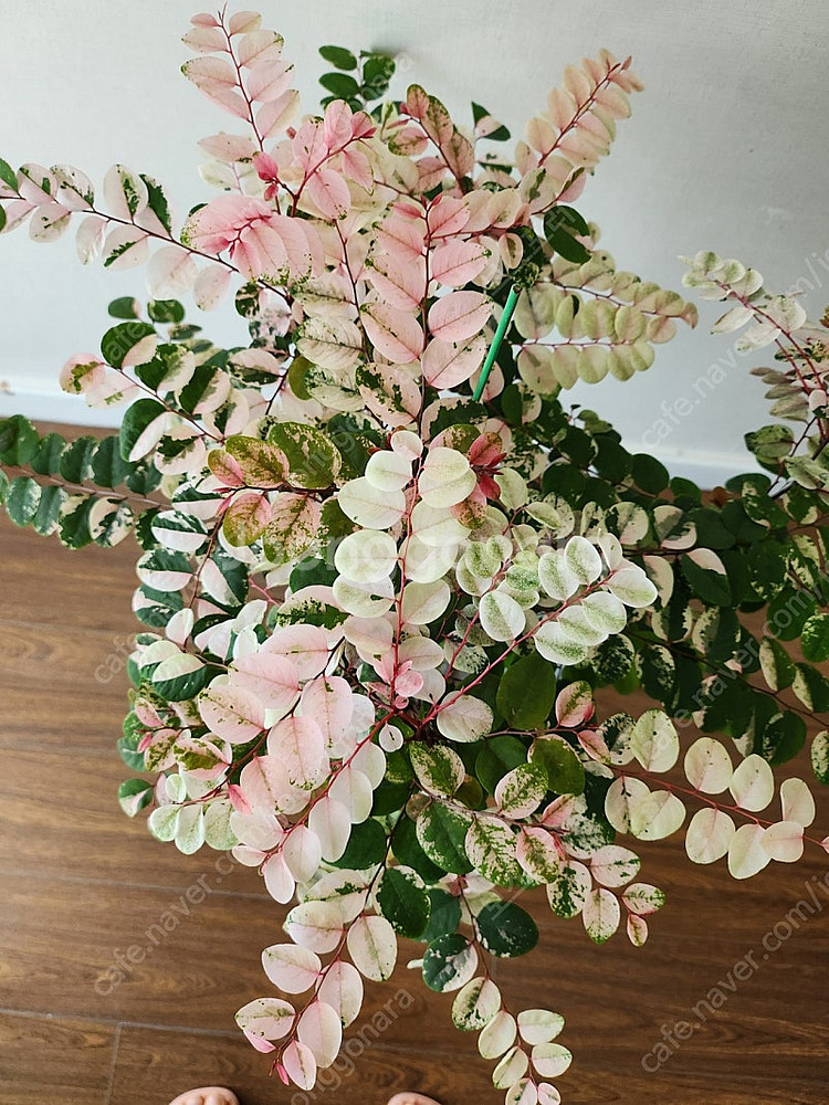 오목대 소코라코대품 분양해요--3