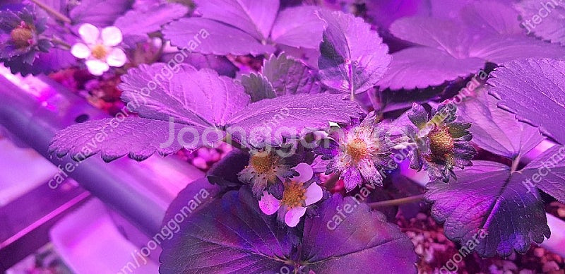 식물성장 LED. 바--6