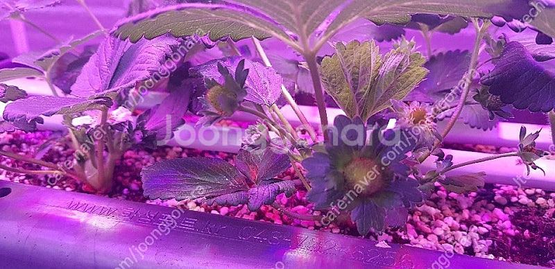 식물성장 LED. 바--7