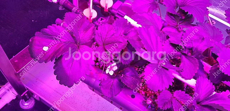 식물성장 LED. 바--8