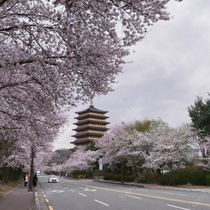 (벚꽃축제) 켄싱턴 경주 주니어스위트 가실분!