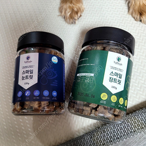 강아지영장제 눈트릿.장트릿