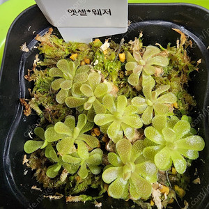 벌레잡이제비꽃 8종 (택포)