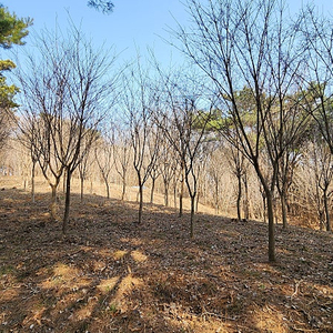 산딸나무(R10~15)저렴하게 판매합니다.