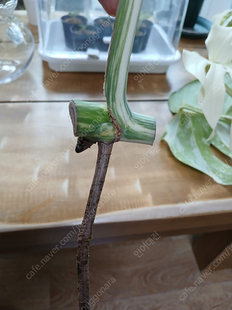 몬스테라알보 무천이 분양--1