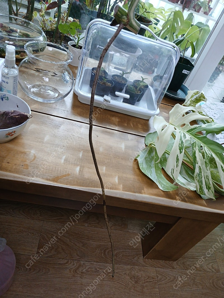 몬스테라알보 무천이 분양--2