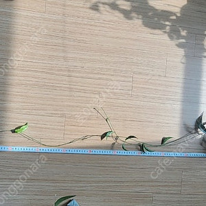 호야 클로란타