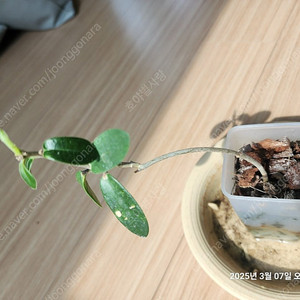 호야 콜람코니아나