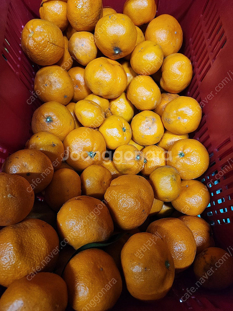 제주 노지귤 신맛적은귤 오늘아침 수확한 귤--0