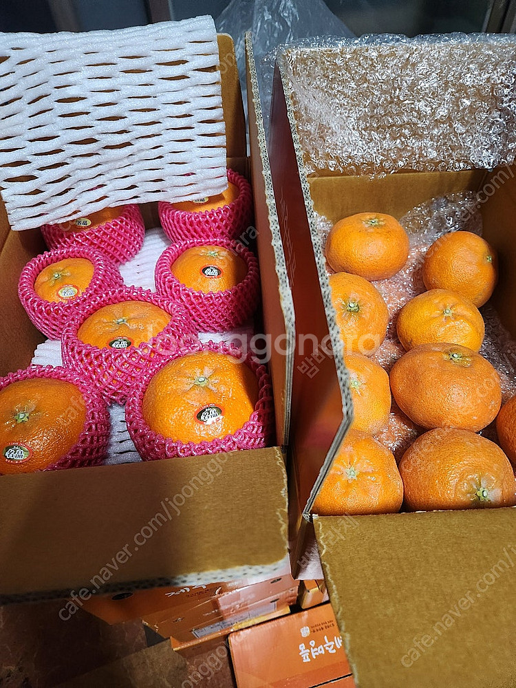 지금 맛있는귤 제주 레드향 한라봉 맛없으명 환불!!--0