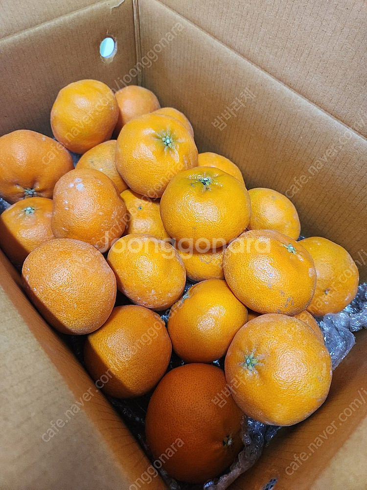 지금 맛있는귤 제주 레드향 한라봉 맛없으명 환불!!--3