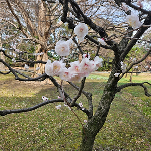 대명 변산 천안 소노벨. 켄싱턴 설악비치 설악밸리 경주. 영덕 파나크 리조트 3월22.29일 4월5.12일 5월3.4.5일