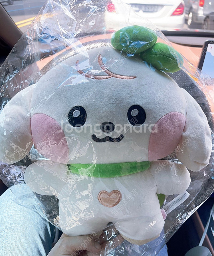 아이브 팝업 체리 강안지 플러시인형--1