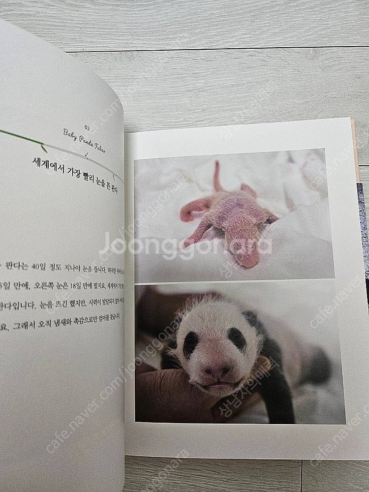 아기판다푸바오 에세이--2