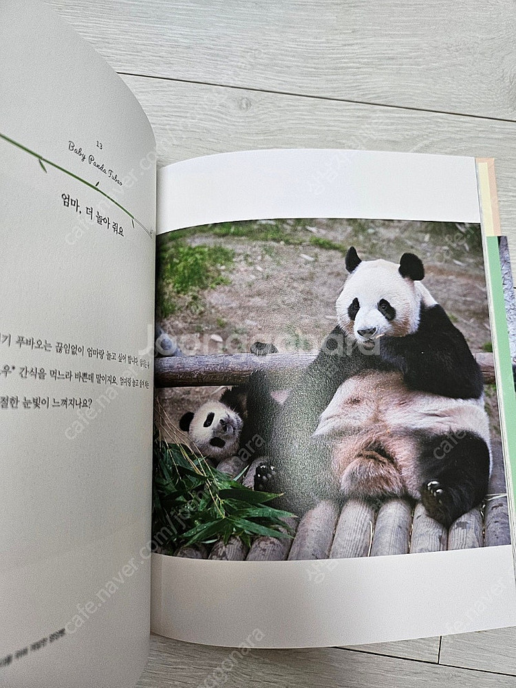 아기판다푸바오 에세이--3