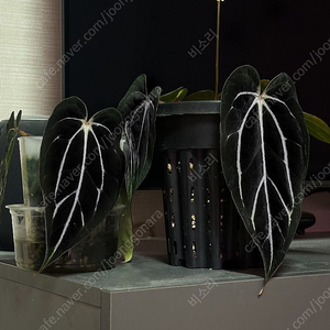 안스리움 Carlablackiae GPH-001 x self